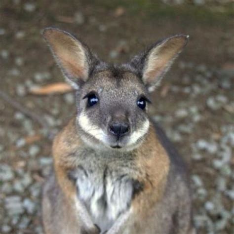 Baby Kangaroo I Love Animals Pinterest
