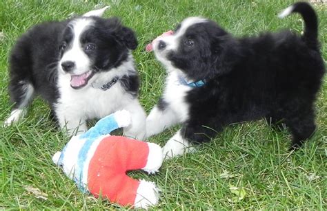 We live in the home on the farm and raise our little ones there. Colorado Puppy's K9 Corner - via http://bit.ly/epinner ...