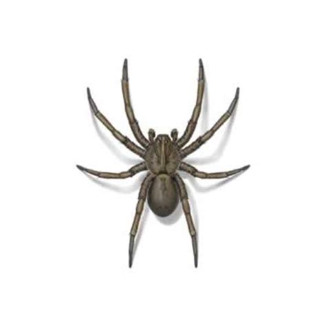Black Wolf Spider