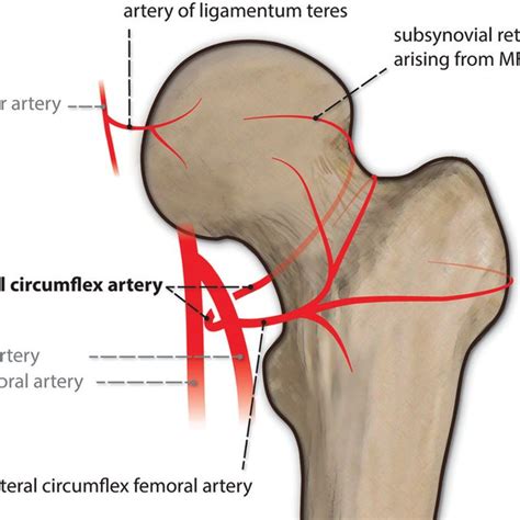 Ligaments Of The Hip A Drawing Of The Anterior Hip Shows The
