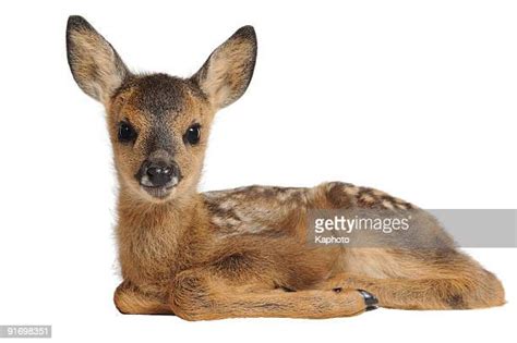 Baby Deer Photos And Premium High Res Pictures Getty Images