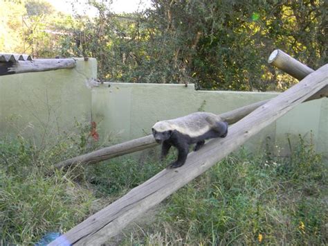 The Famous Honey Badger Houdini Stoeffel Picture Of Moholoholo Wildlife Rehab Centre