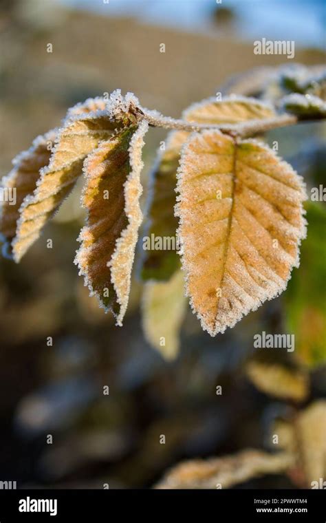 Frozen Leaves Of A Beech Hedge Stock Photo Alamy