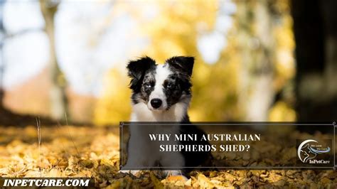 Do Mini Australian Shepherds Shed A Complete Guide