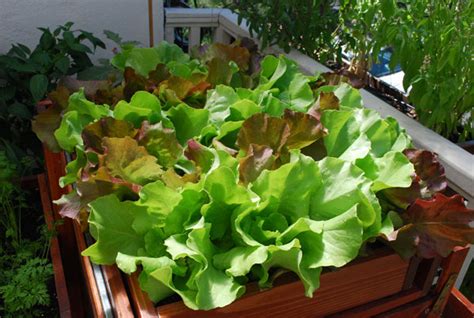 Growing Vegetables In Containers Organic Container Gardening