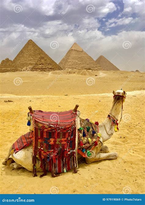 Camello Y Pirámides Egipto Imagen De Archivo Imagen De Trampas 97919069