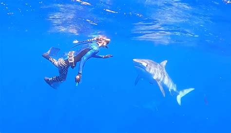 ocean ramsey examines coloration and how avoiding it will help you avoid sharks the inertia