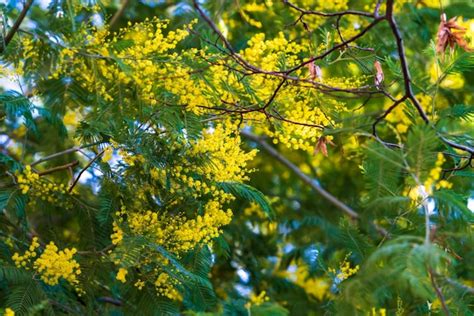 Premium Photo Closeup Of Yellow Acacia Mimosa Trees On The Nature