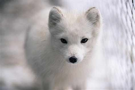 How Arctic Animals Will Be Scrambled by Climate Change | Motherboard
