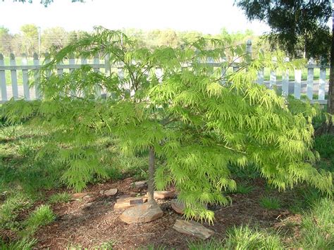 Look for small, round, red structures that resemble tiny warts. Lace Leaf Japanese Maples | Herter Nursery
