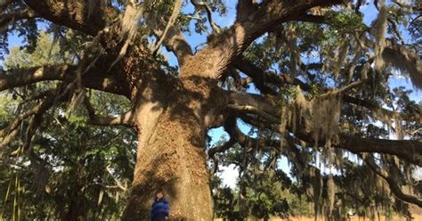 Live oak tops the list of best oak trees of North Florida