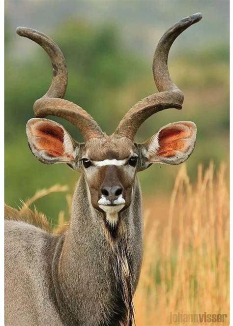 Handsome Kudu Bull With Great Spiral Horns Animales De Africa Fotos