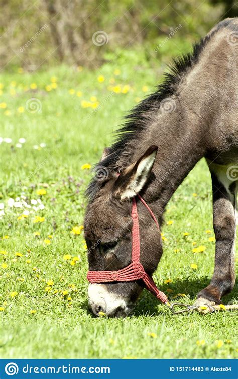 Donkey Grazing In A Green Field Stock Image Image Of Agro Expression