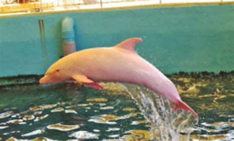 This Dolphin Turns Pink When It Gets Emotional
