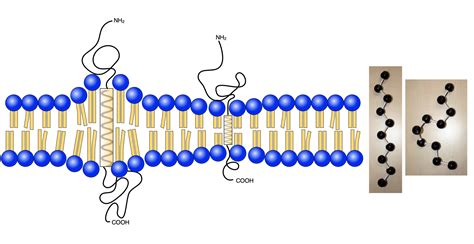 Lipid Protein Interaktionen