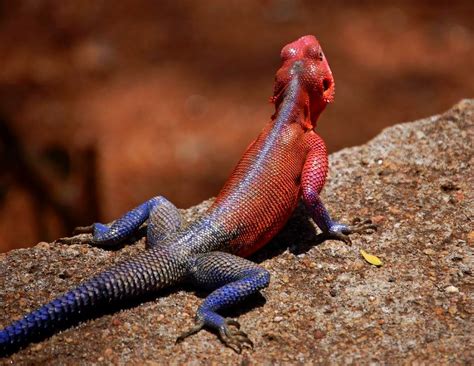 Red Headed Agama Some Of My Other Animal Shots Animals Th Flickr