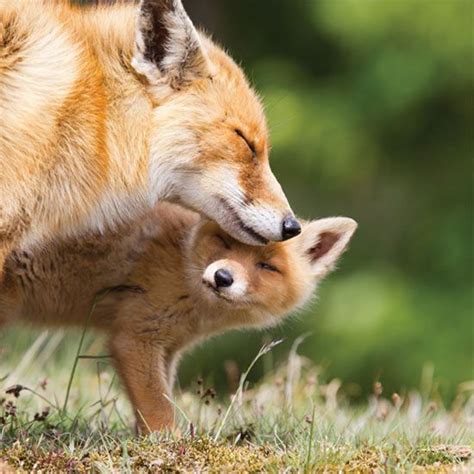 Red Foxes From Farmland To Across The Globe Grit Cute Animals