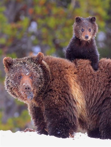 Cute Animal Pictures Grizzly Bears Goodtoknow