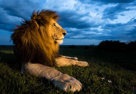 Animal Photography Lion Alumn Photograph