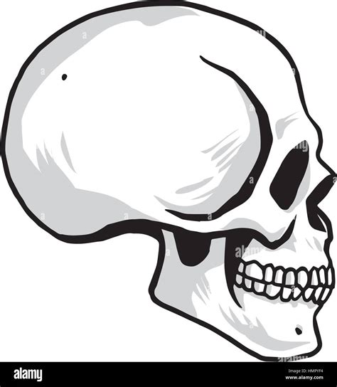 Skull Vector Illustration Sideview Stock Vector Image