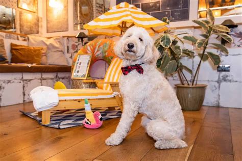 The Dogvine | The London Lifestyle Blog For The City Dog