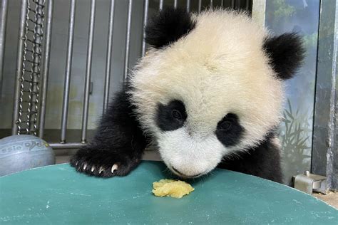 National Zoos Panda Cub Celebrates Half Birthday With Applesauce