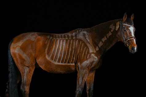Tierphysiotherapie Mühlen  tierphysiotherapiemuehles Webseite!