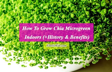 How To Grow Chia Microgreens Indoors History And Benefits Florist Kid