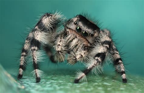 Animal Jumping Spider Hd Wallpaper