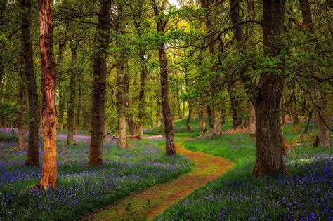 28 Nature Path Background Images Hd