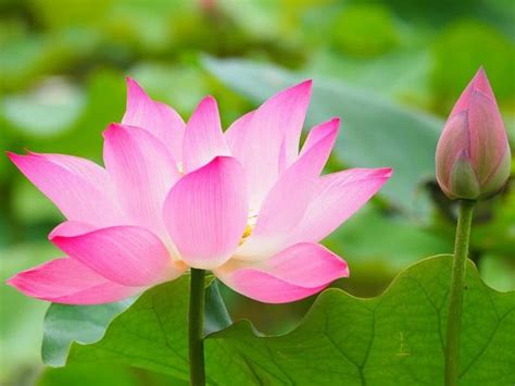 Top 12 Chinese Flowers And Their Meanings Florgeous