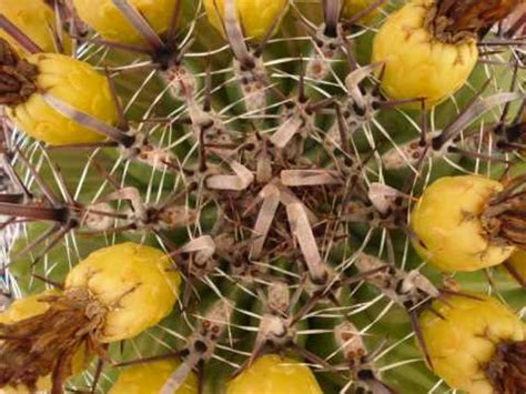 Los nopales son comestibles y a menudo se venden en tiendas bajo el nombre de nopalito. una planta curiosa, los cactus - YouTube