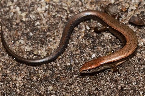 Lizards Of South Carolina South Carolina Partners In Amphibian And