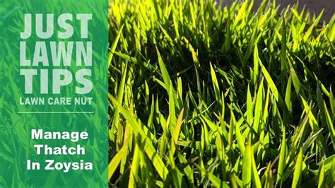 Is zoysia grass a new type of grass? Should I De-Thatch Zoysia | Managing Thatch In Zoysia Lawns