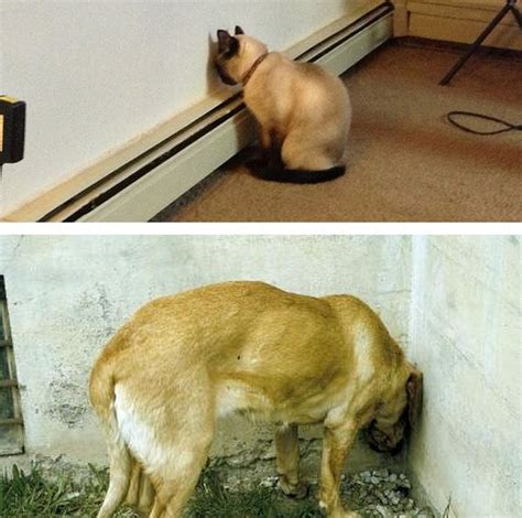 Sick of your cat scratching up your couch? If Your Dog or Cat Ever Does This, Go To the Vet ...