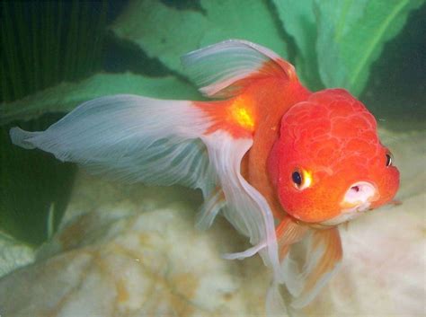 Oranda Fancy Goldfish Sarajutes Freshwater Fish Photo Id 8262