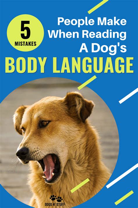 5 Mistakes People Make When Reading A Dogs Body Language Dog Body