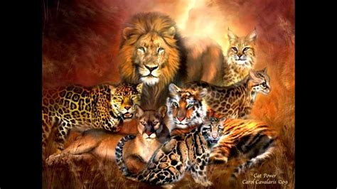 This list of largest cats shows the 10 largest extant felidae species, ordered by maximum reported weight and size of wild individuals on record. All Feline Species - Species List - YouTube