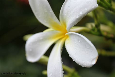 Whether you wear the pua melia (hawaiian for plumeria flower) around your neck as a lei, up in your hair as an adornment, or over your ear to indicate your relationship status (over your left. Hawaii Flower Plumeria | Plumeria, Flowers, Plants