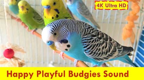 Playful Budgies Chirping Sound For Lonely Parakeets Listen Bird Talking To Relax Bird Tv For