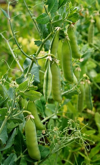 Peas Garden Pods Flower Free Photo On Pixabay Pixabay