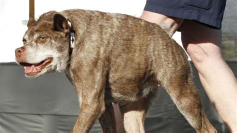 Hunchbacked Deformed Dog Wins Ugliest Dog In The World Award Perthnow