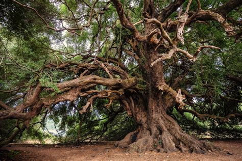 Trees can live anywhere from less than 100 years to more than a few thousand years depending on the species. Despite debate, even the world's oldest trees are not immortal