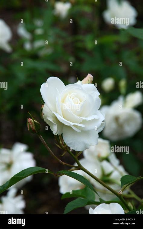 White Rose In Bloom Stock Photo Alamy