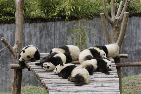 44 Panda Bear Wallpaper Free Wallpapersafari