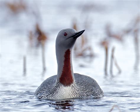 Red Throated Loon Birdnote