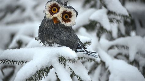 Owl Wallpaper Animals Birds Owl Pines Snow Cute