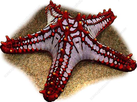 Red Knobbed Starfish Illustration Stock Image C0275168 Science