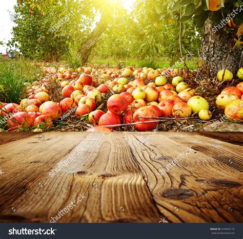 Autumn Apple Orchard Background Stock Photo 319452116 Shutterstock