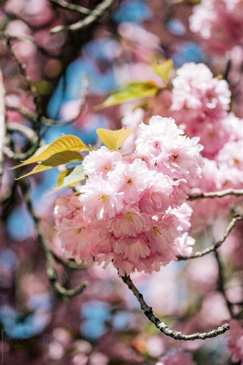 Check spelling or type a new query. Petrine Poulsen: Kwanzan Flowering Cherry Height / Kwanzan ...